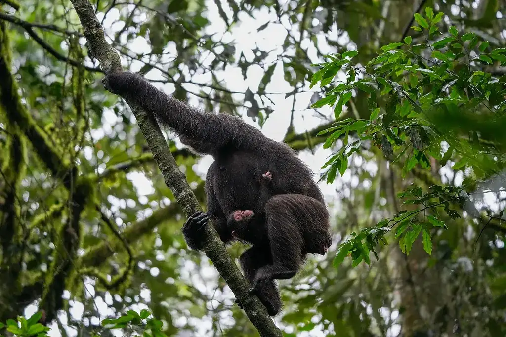 Chimpanzee in Kibale National Park, Fort Portal
