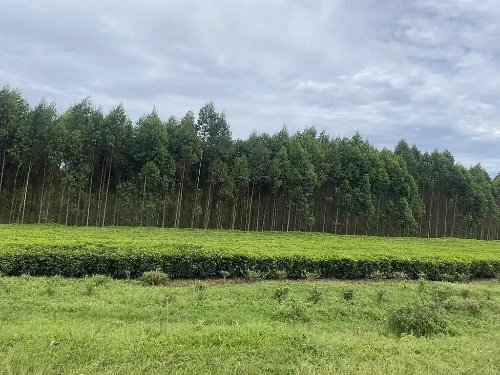 Tea plantations around Fort Portal