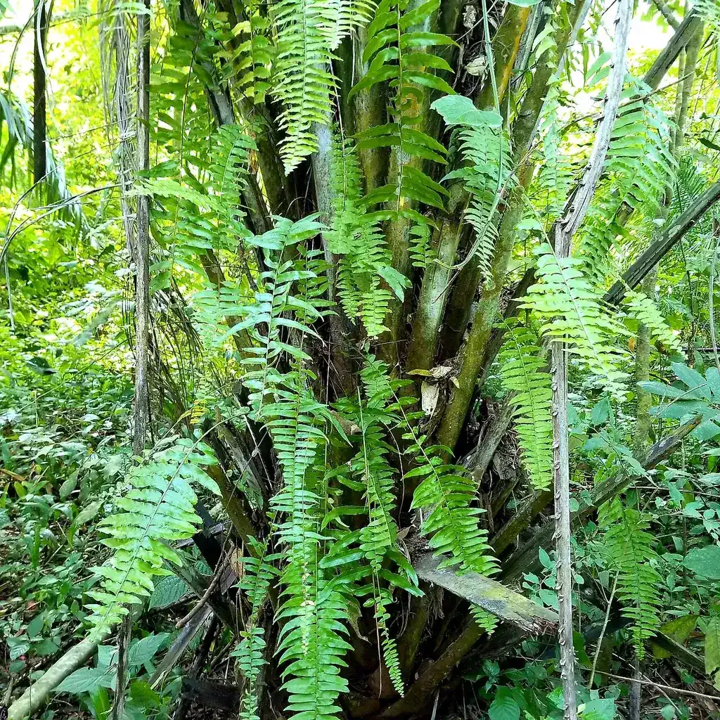 Toro-Semuliki Wildlife Reserve