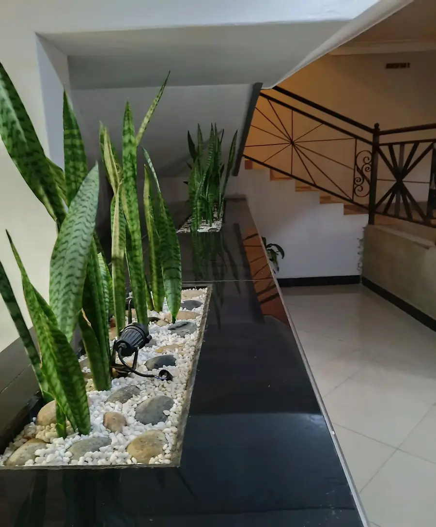 Snake plants by the lobby staircase